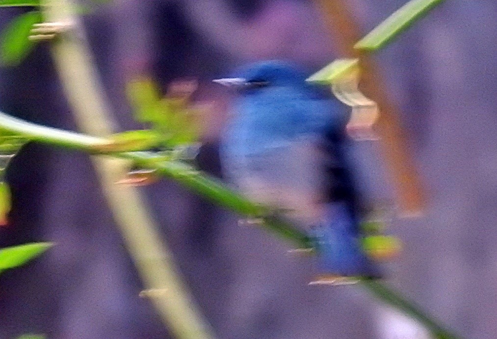 シロハラヒメアオヒタキ - ML646901897