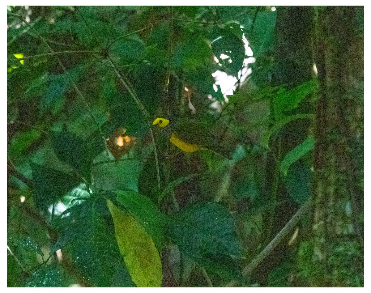 クロズキンアメリカムシクイ - ML646901906