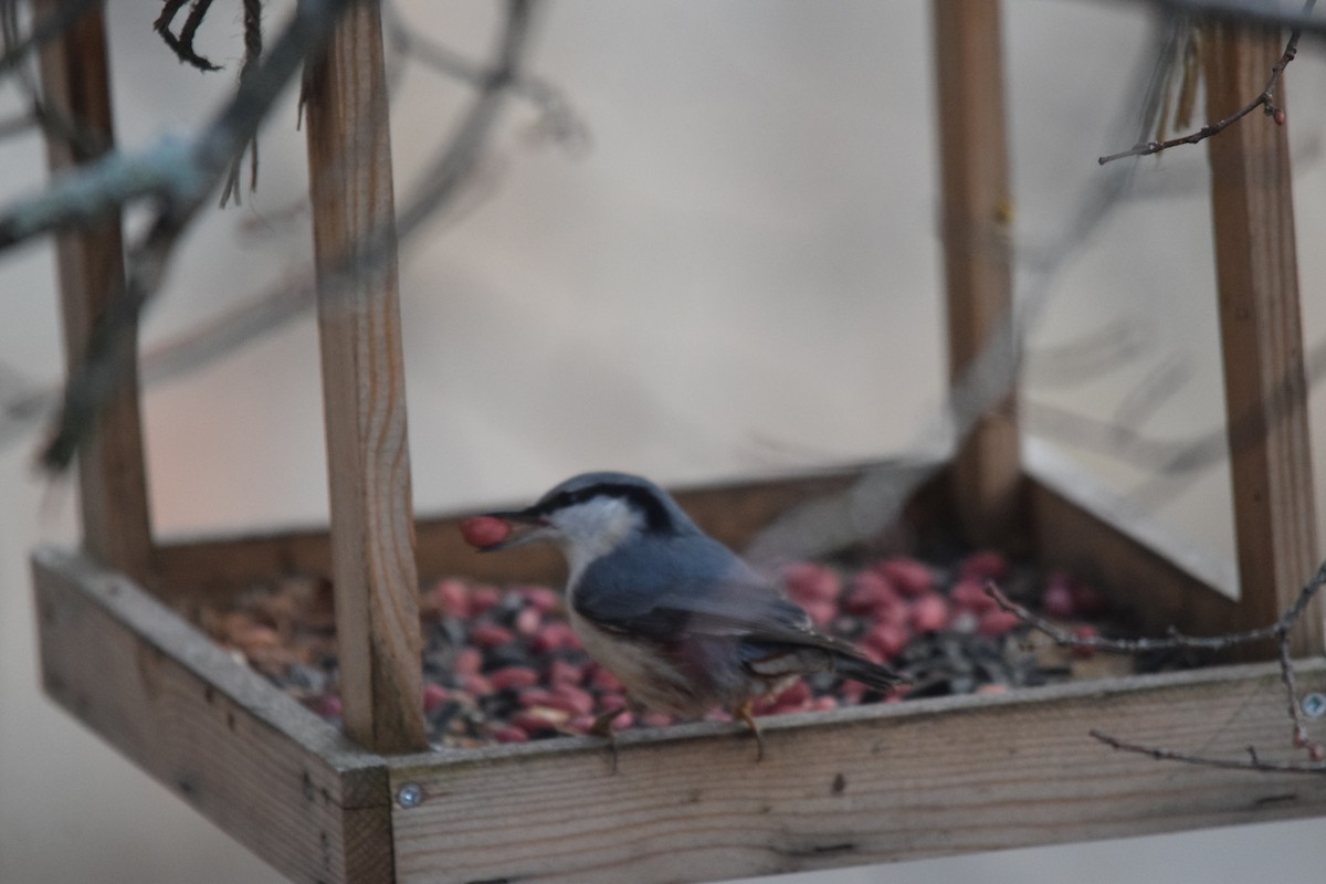 Garrapo eurasiarra - ML646901907