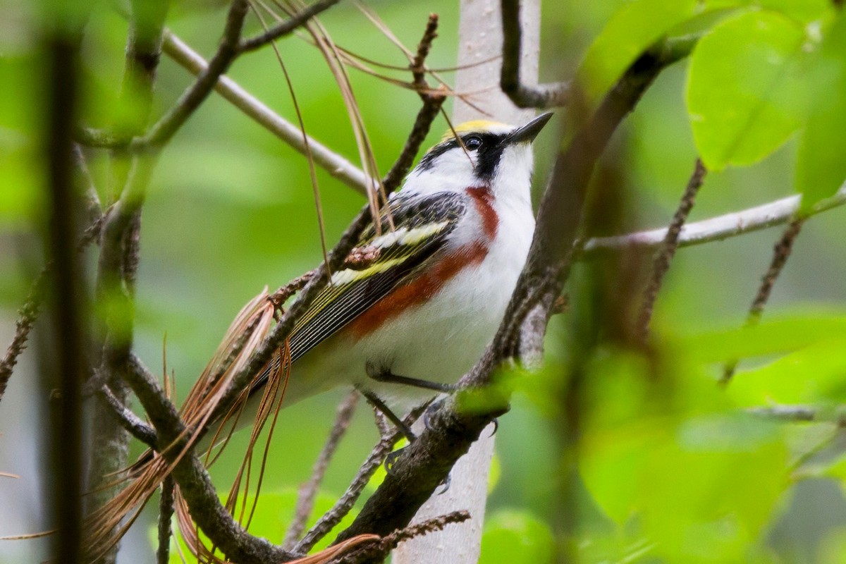 Gelbscheitel-Waldsänger - ML646901911
