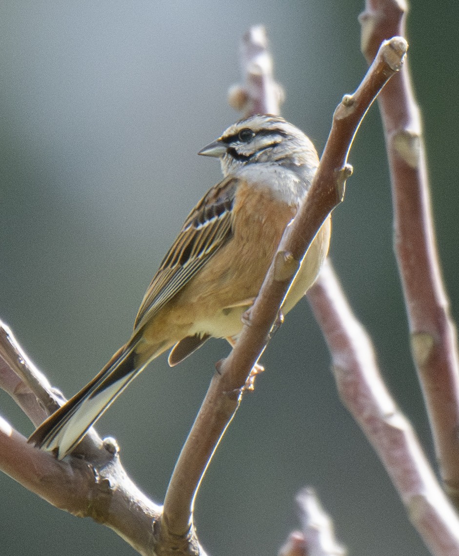 Mendi-berdantza - ML646901913