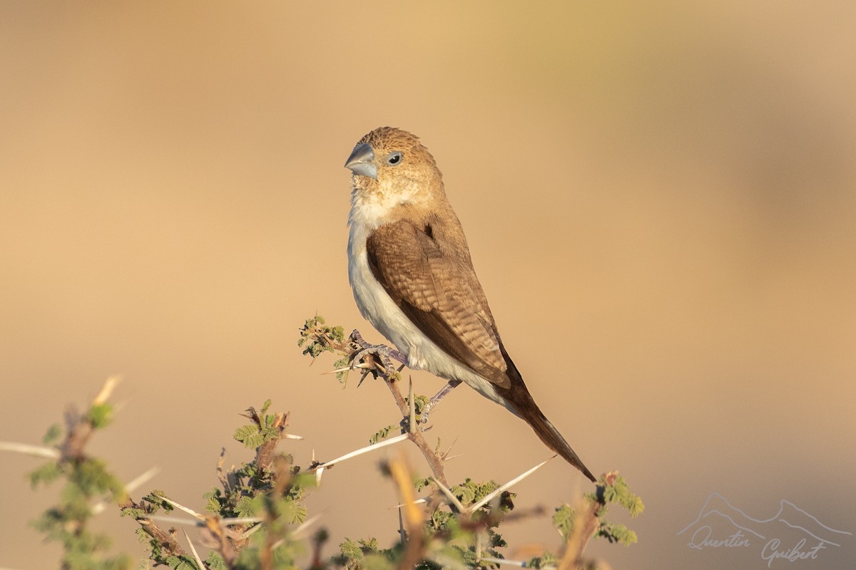 African Silverbill - ML646901914