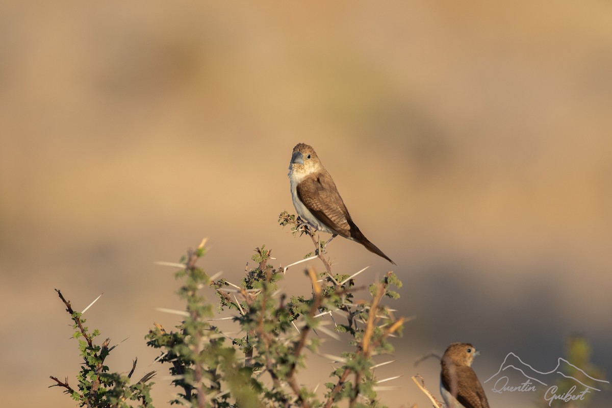 African Silverbill - ML646901916