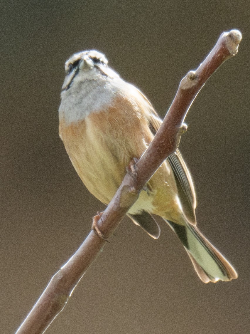 Mendi-berdantza - ML646901922