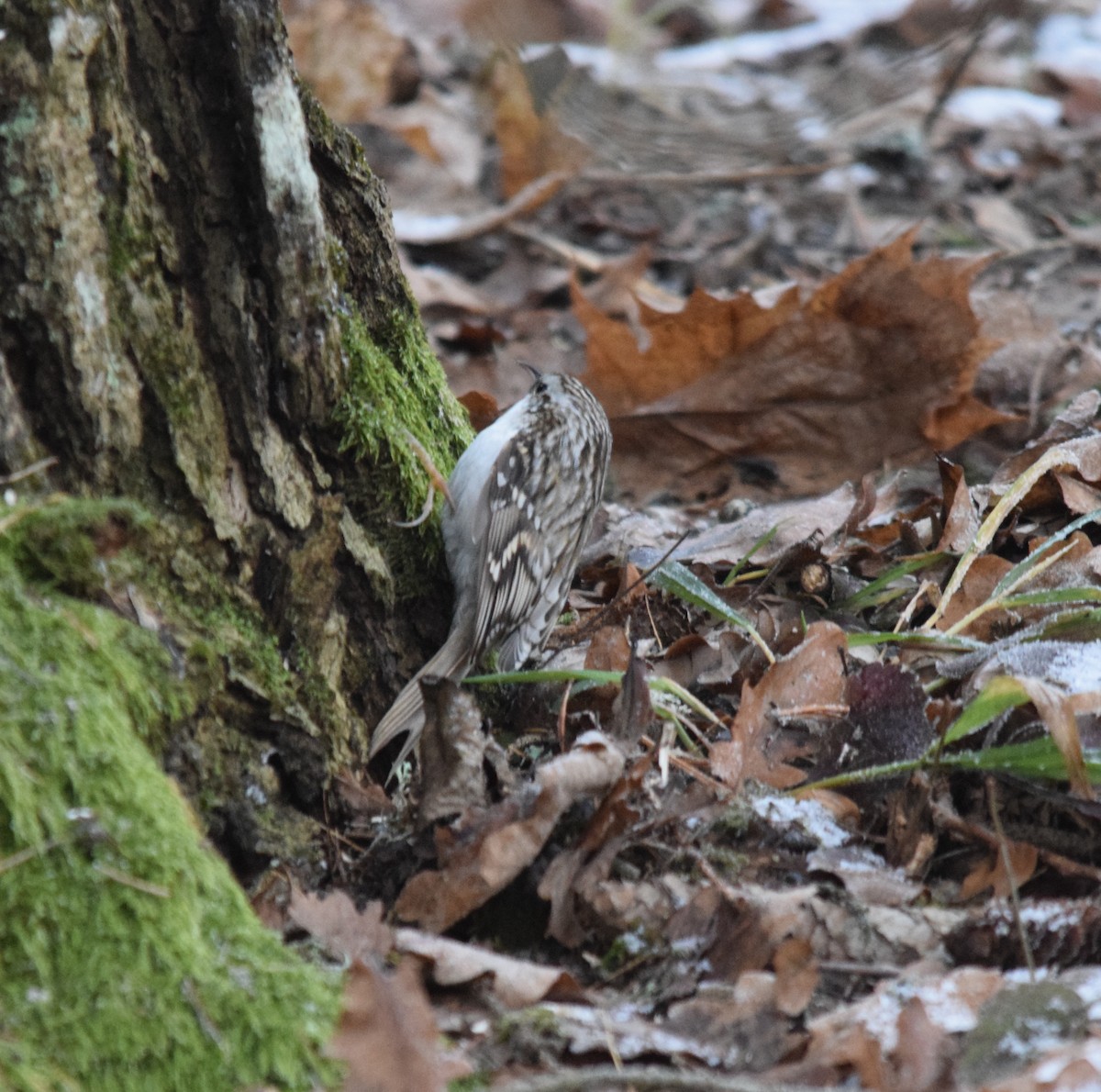 Eurasian Treecreeper - ML646901923