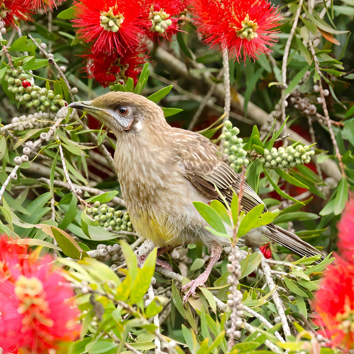 Red Wattlebird - ML646901924