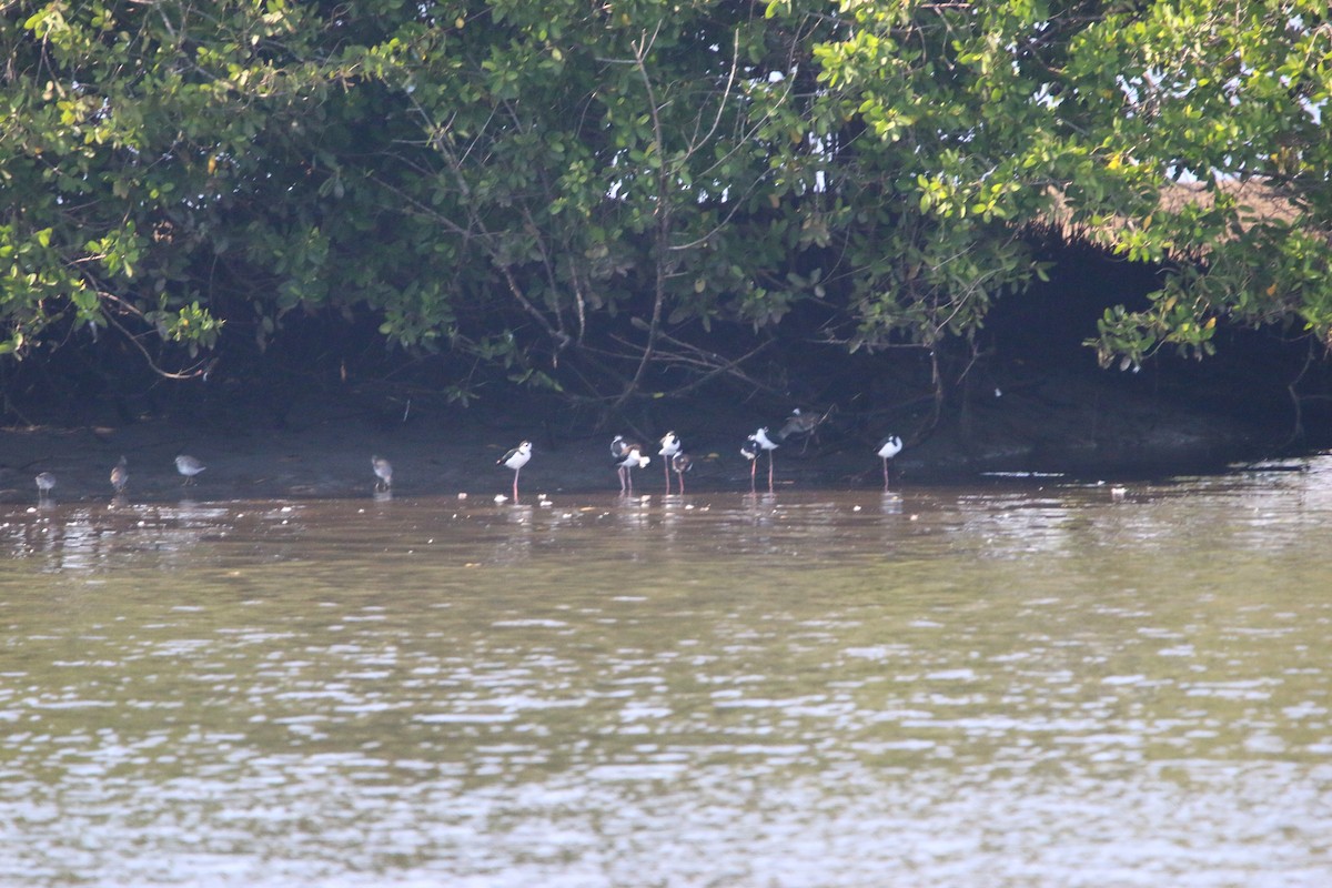 クロエリセイタカシギ - ML646901926