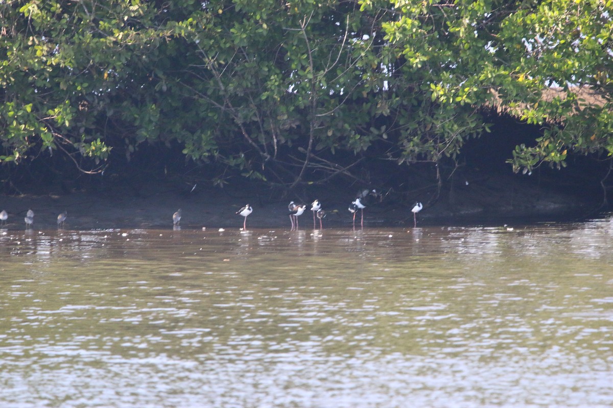 クロエリセイタカシギ - ML646901927