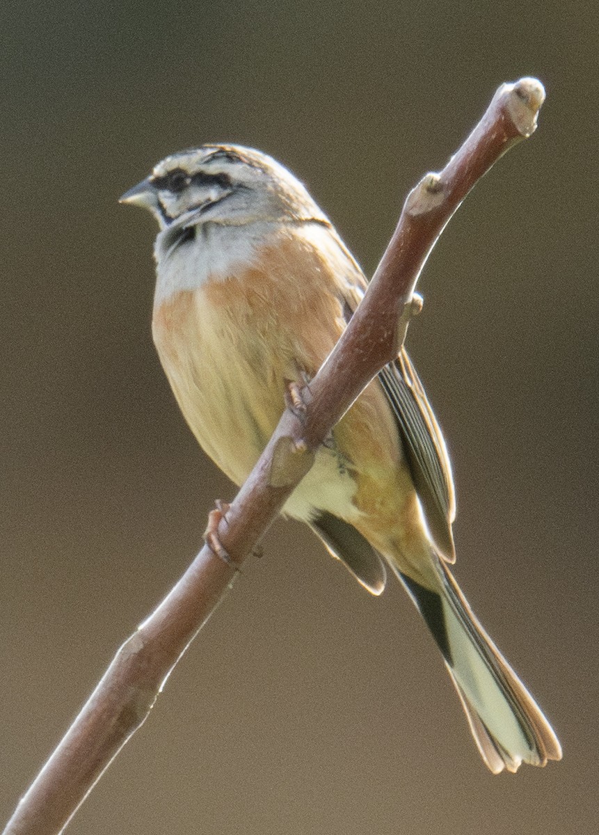 Mendi-berdantza - ML646901929