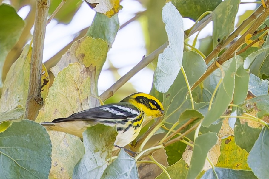 Желтобровая древесница - ML646901930