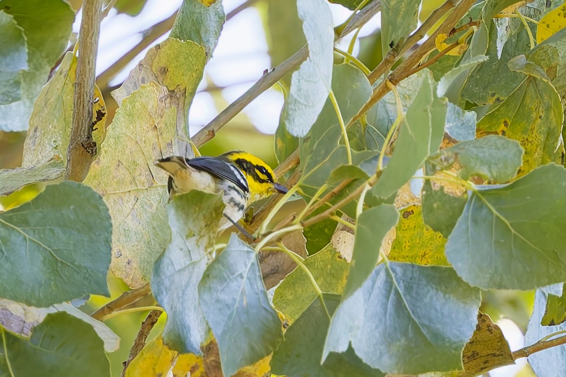 Желтобровая древесница - ML646901931