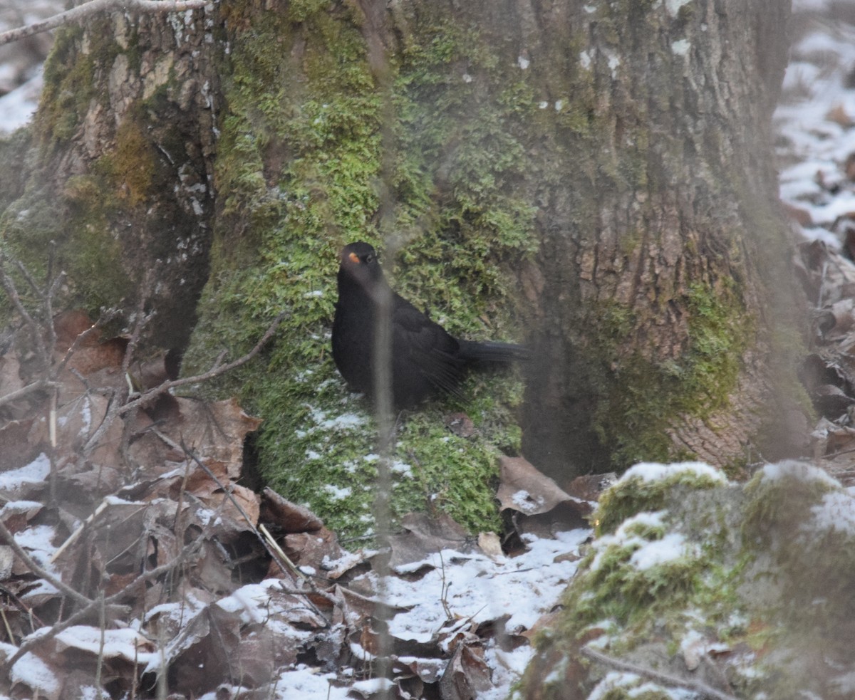 Eurasian Blackbird - ML646901934