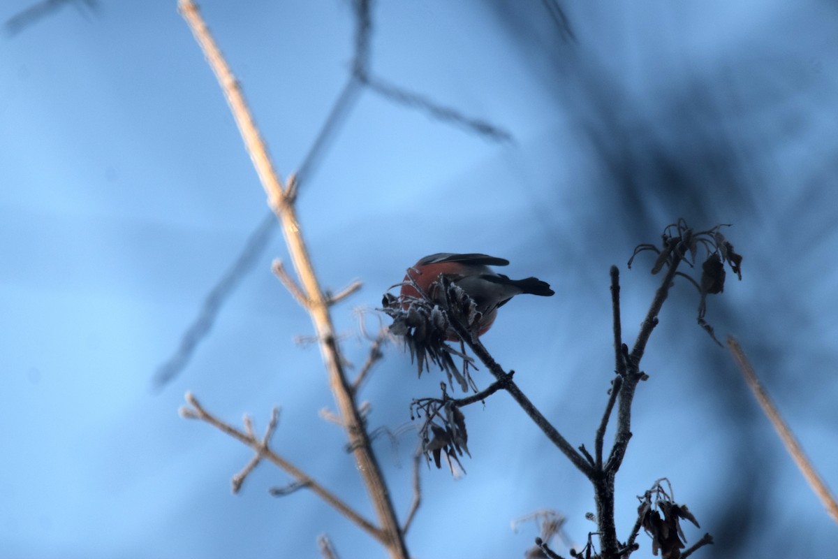 歐亞鷽 - ML646901937