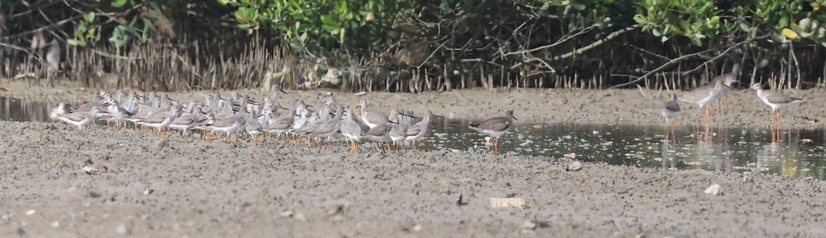 Terek Sandpiper - ML646901944