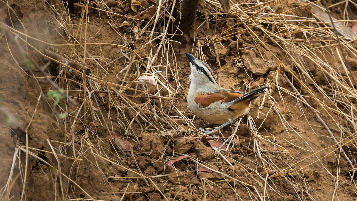 Чагра буроголова - ML646901945