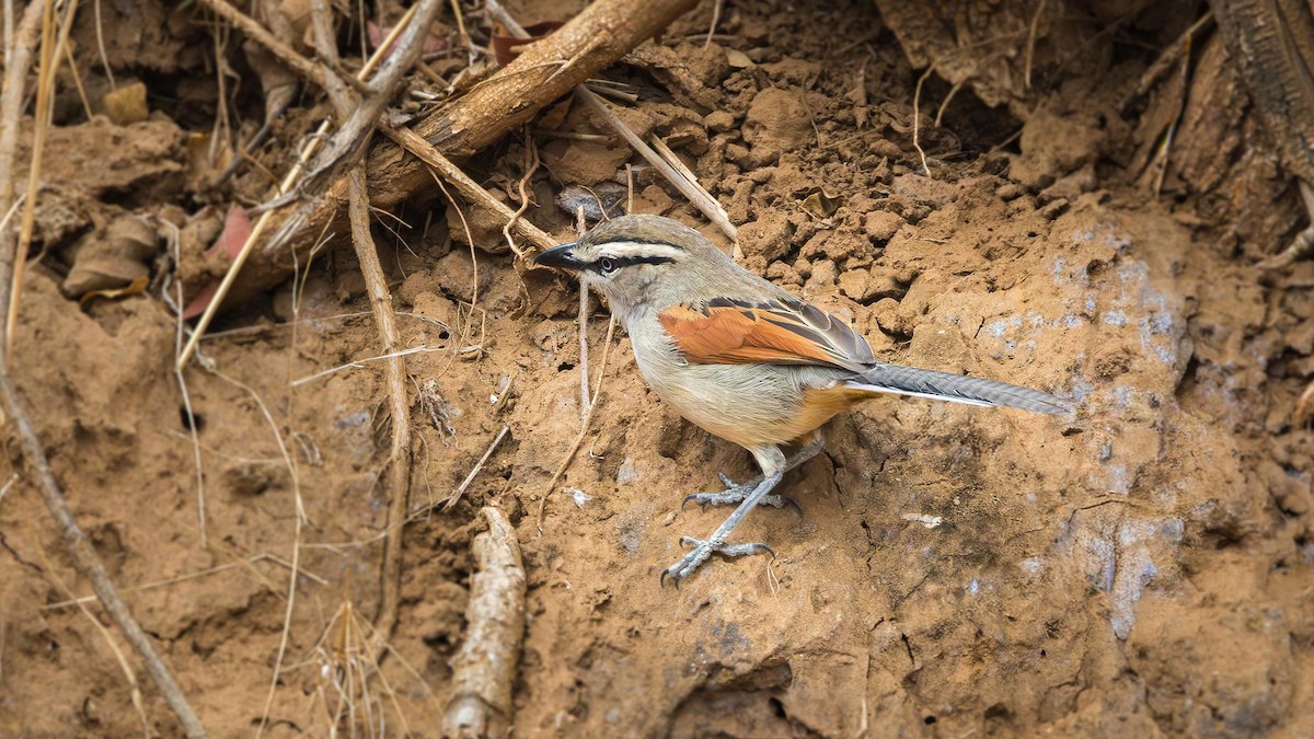 Чагра буроголова - ML646901948