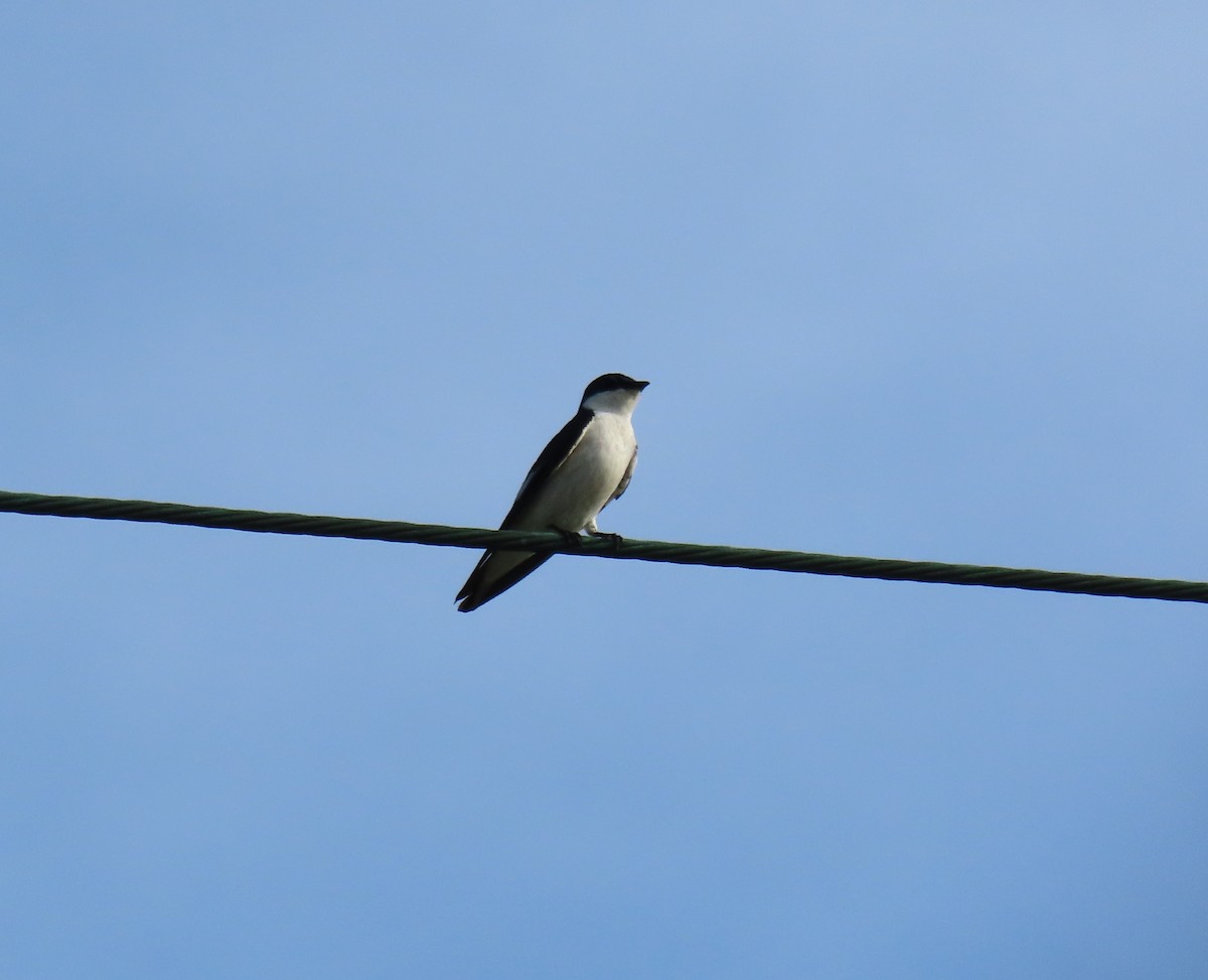 vlaštovka bělobřichá - ML646901956