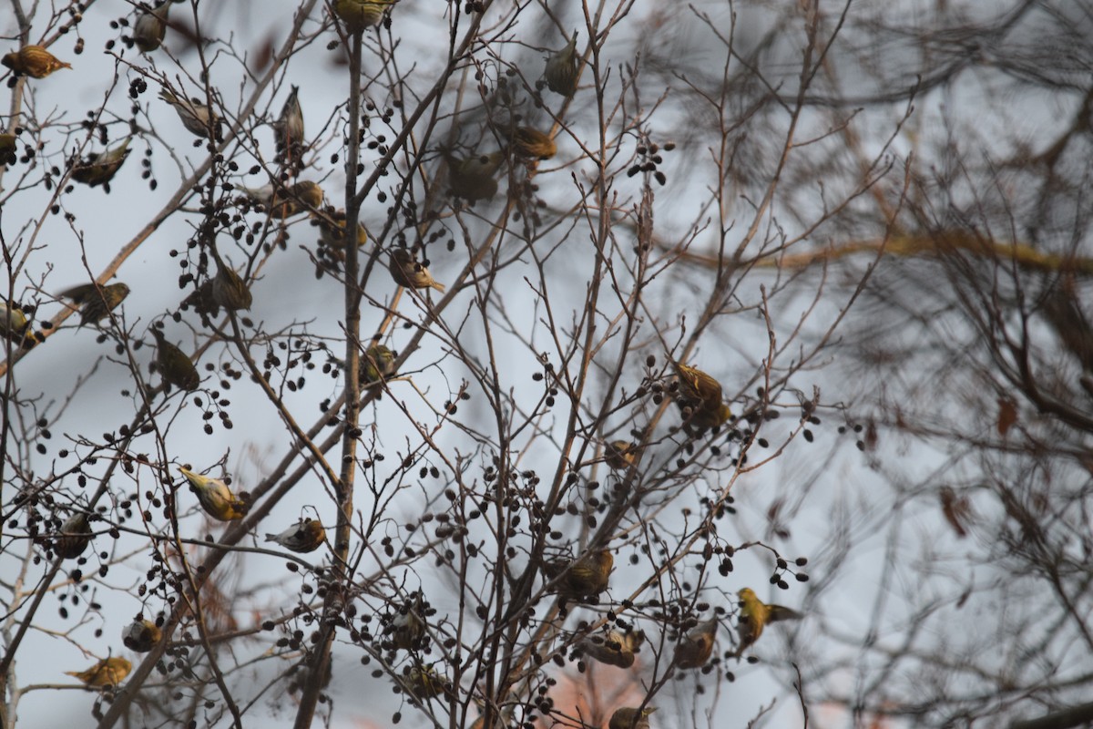 黃雀 - ML646901959