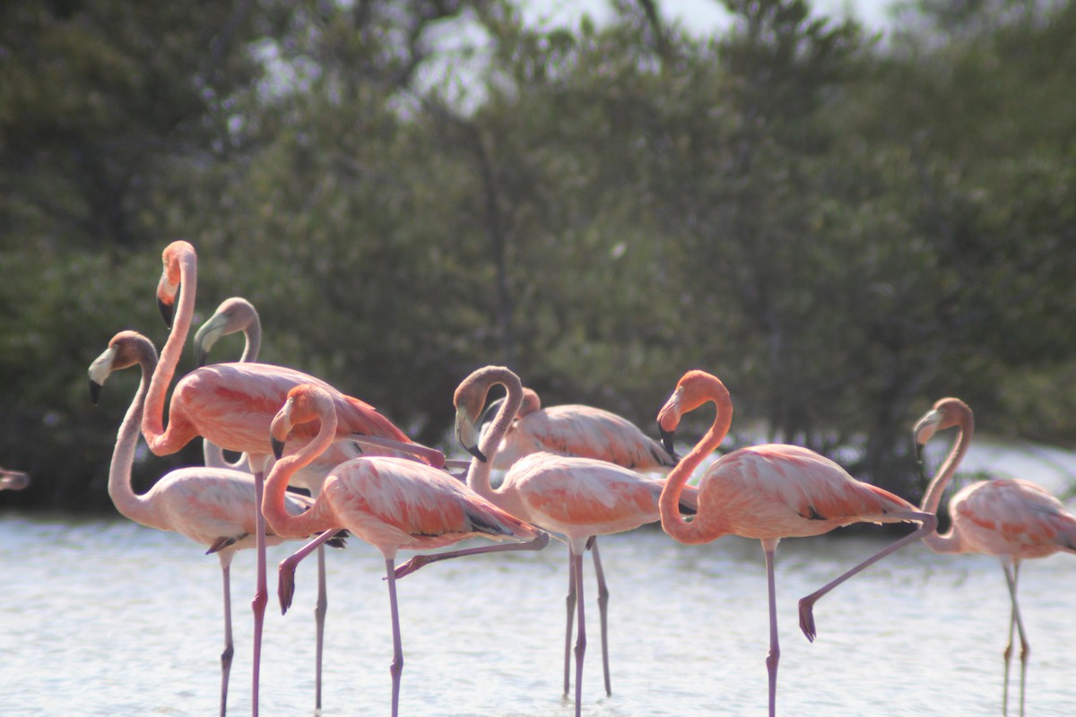 Fenicottero caraibico - ML646901967