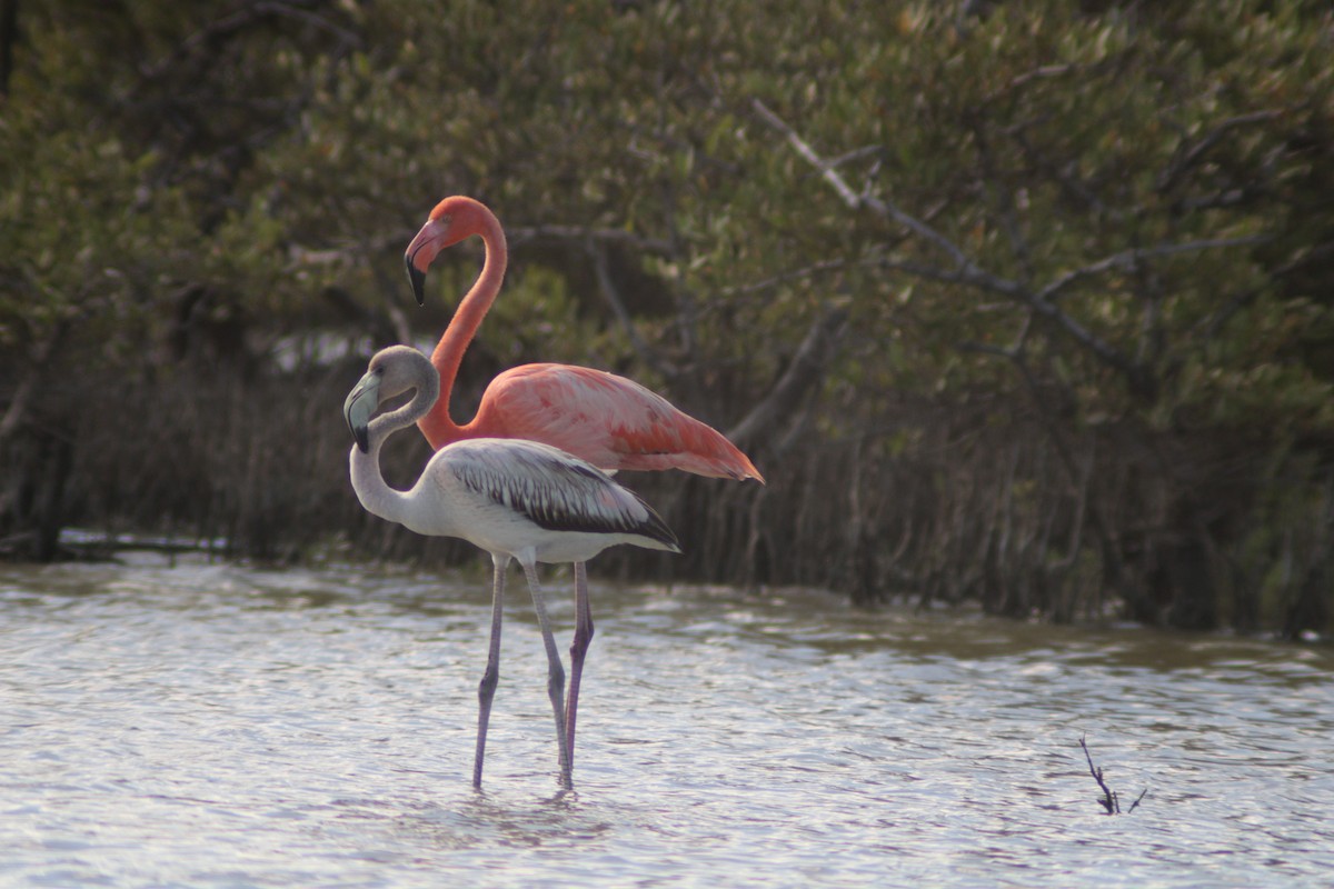 Fenicottero caraibico - ML646901968