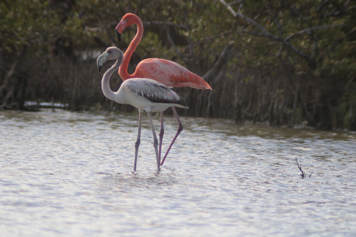 Fenicottero caraibico - ML646901969