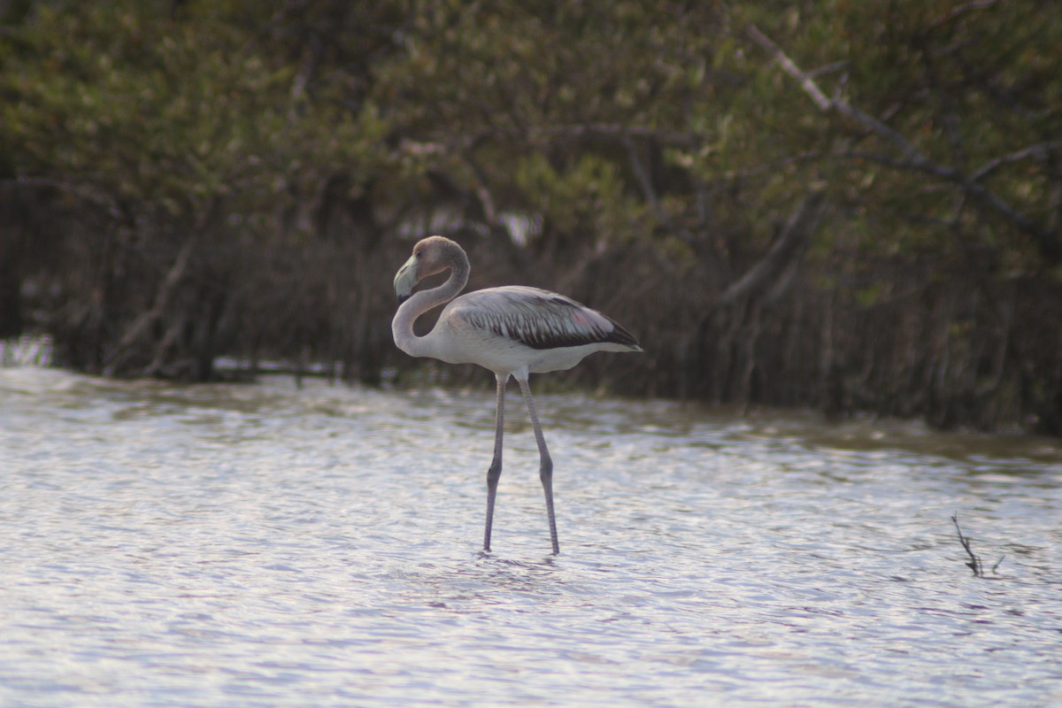 Fenicottero caraibico - ML646901970
