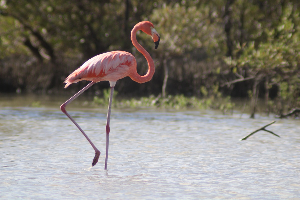 Fenicottero caraibico - ML646901971