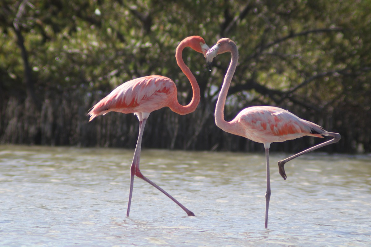 Fenicottero caraibico - ML646901972