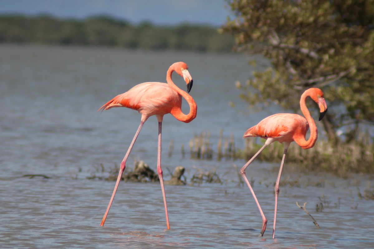 Fenicottero caraibico - ML646901973