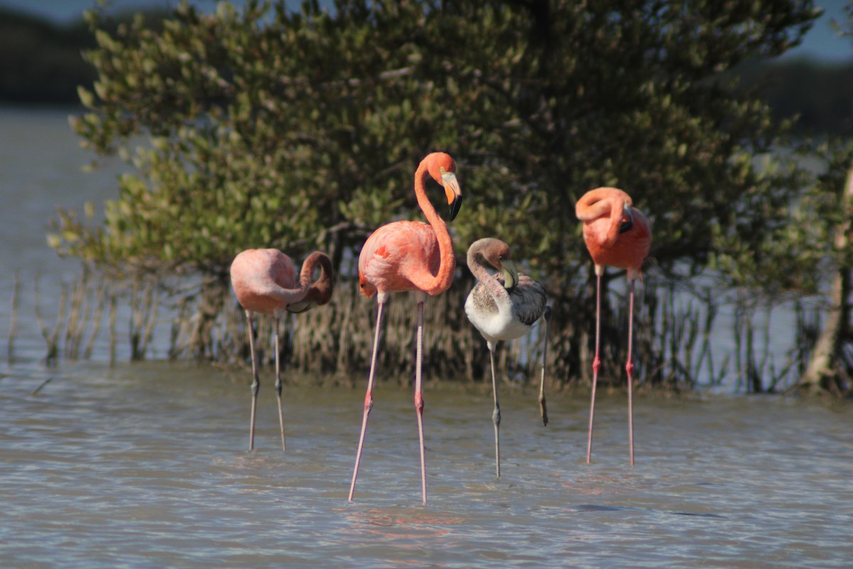 Fenicottero caraibico - ML646901974