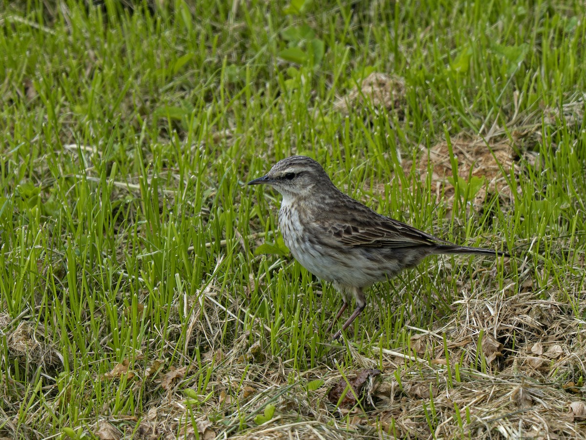 Щеврик новозеландський - ML646901975