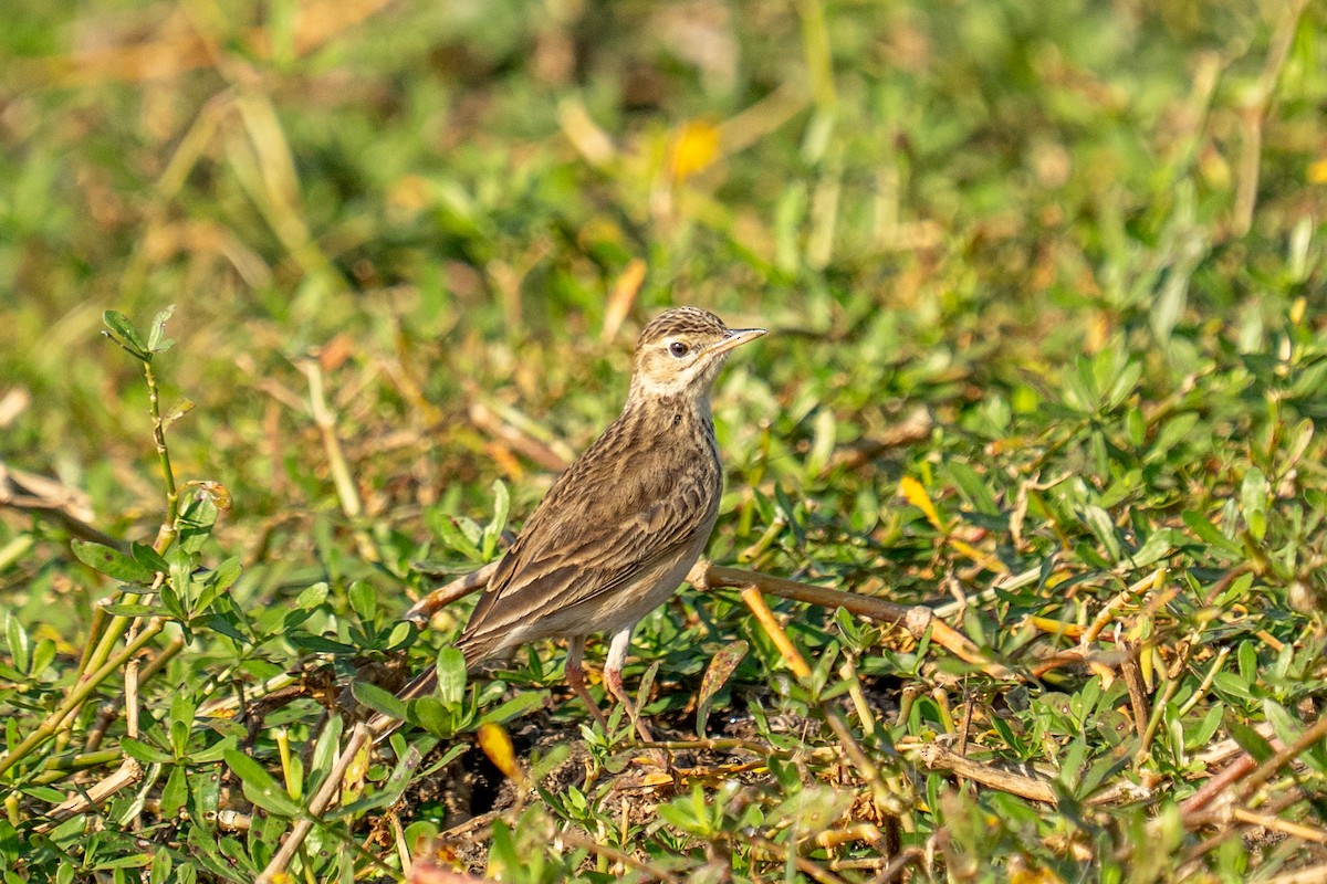 Рисовой конёк - ML646901980