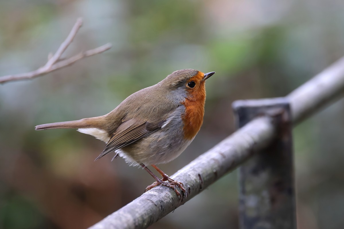 European Robin - ML646901982