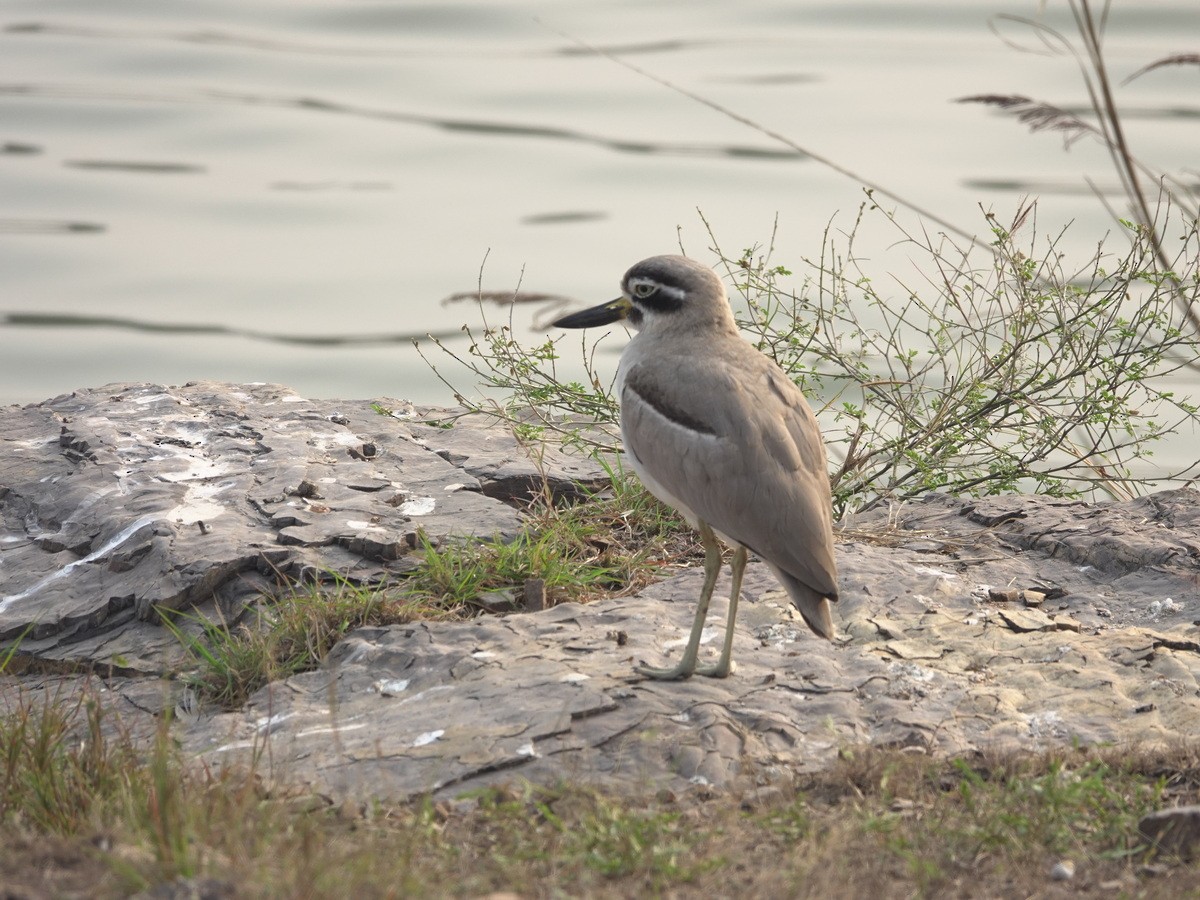 כרוון ענק - ML646901984