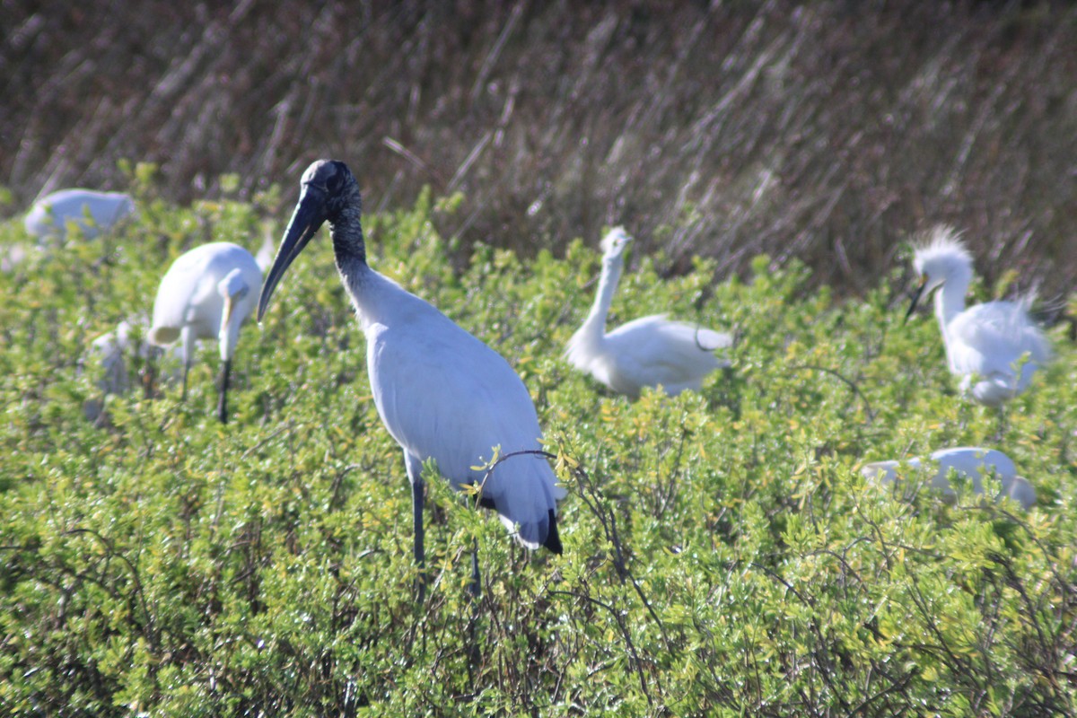 Wood Stork - ML646901992