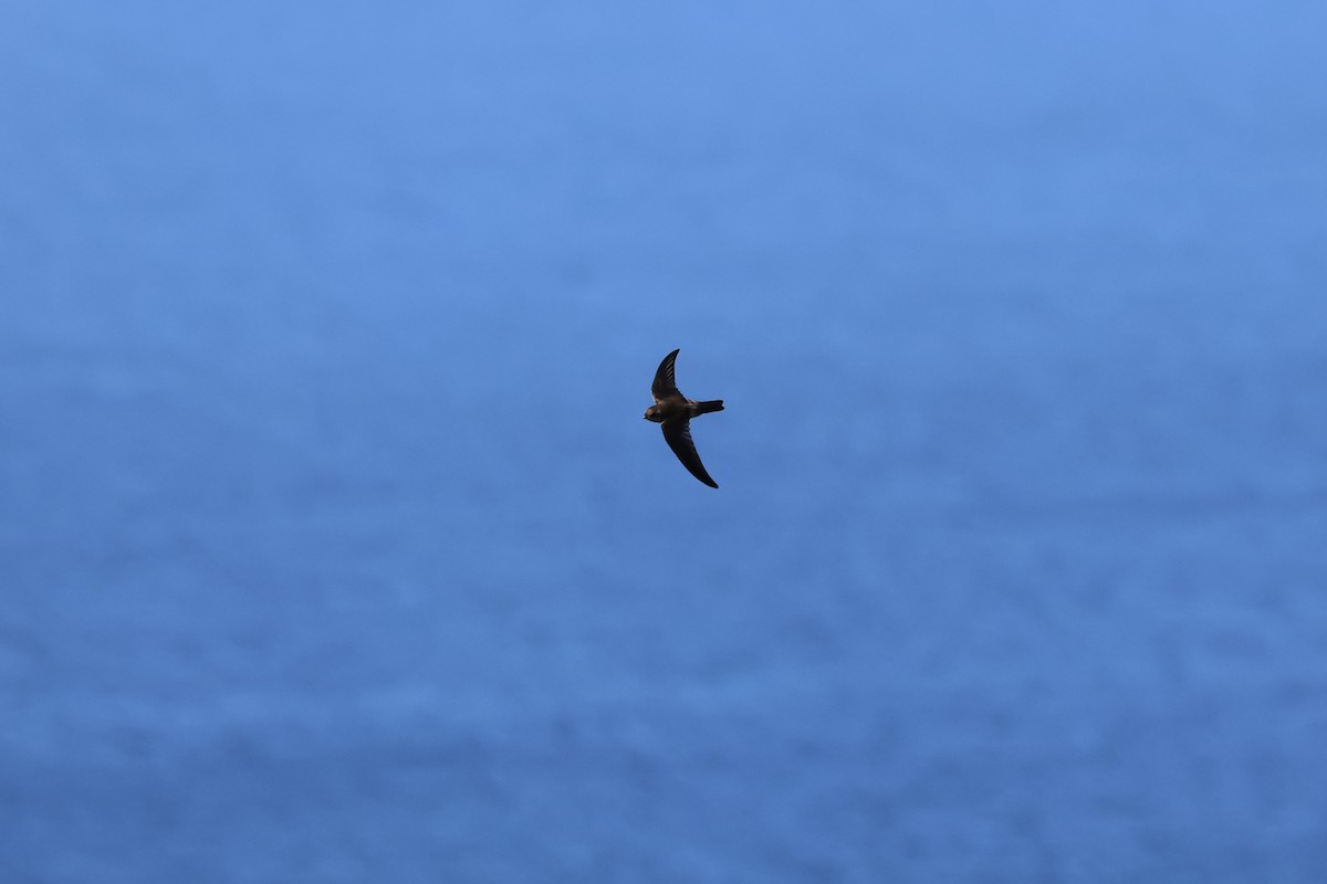 Salangana (Aerodramus) sp. - ML646901993