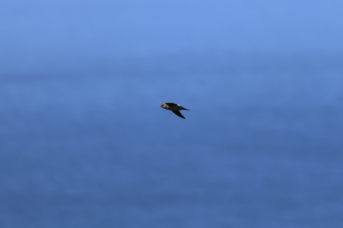 Salangana (Aerodramus) sp. - ML646901994