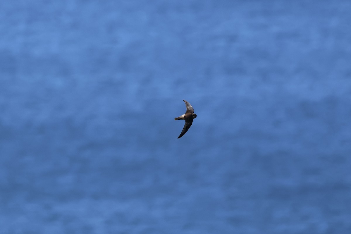 Salangana (Aerodramus) sp. - ML646901995