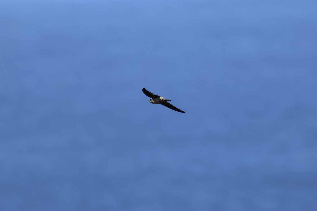 Salangana (Aerodramus) sp. - ML646901996