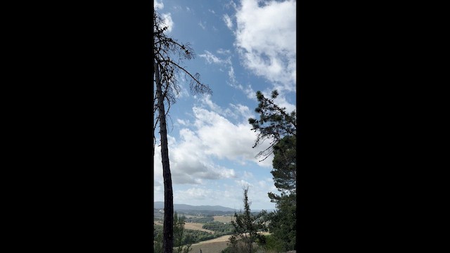 Erle-txori eurasiarra - ML646902001