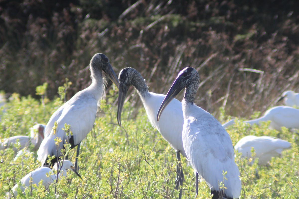 Wood Stork - ML646902002