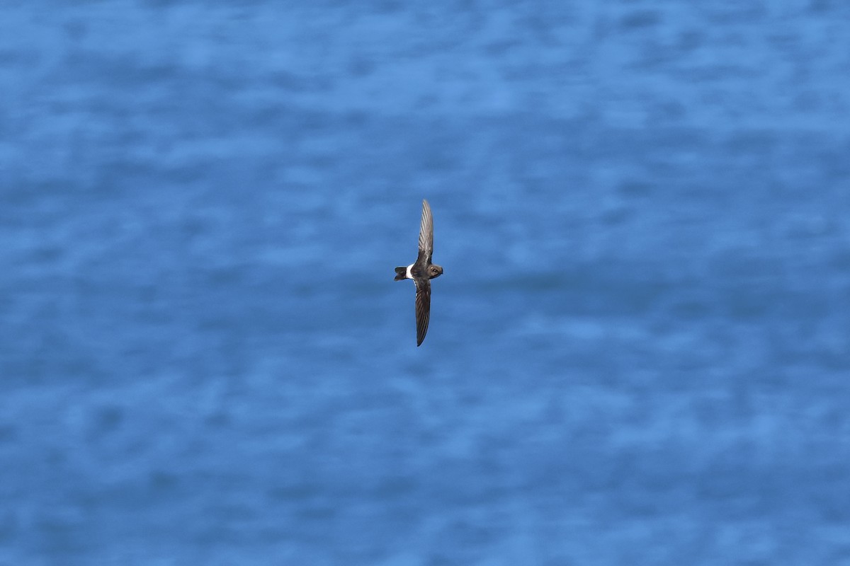 House Swift - ML646902003