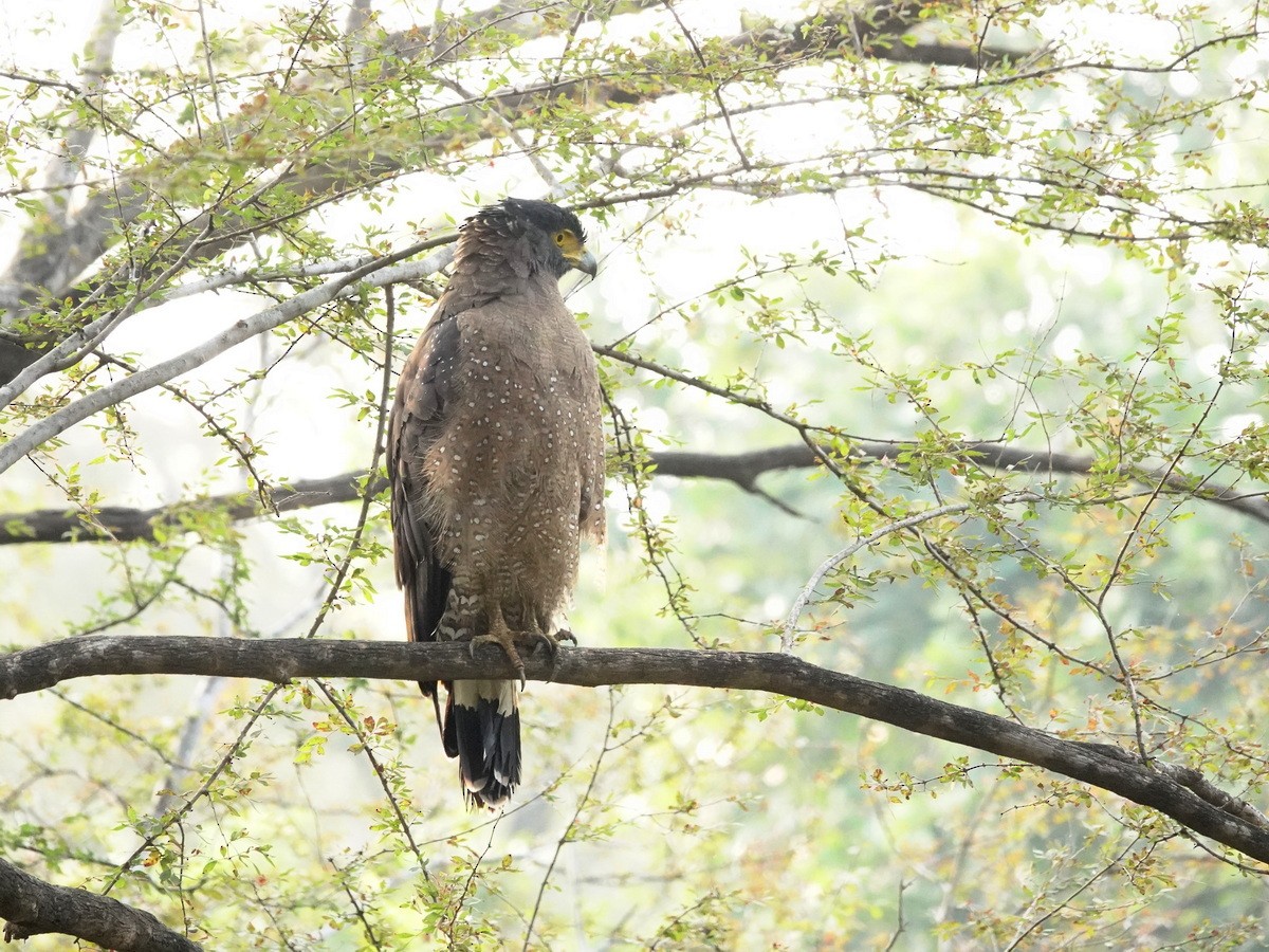 Crested Serpent-Eagle - ML646902008