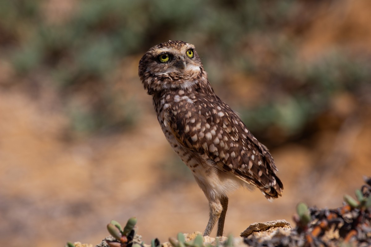 Кроличий сыч - ML646902009