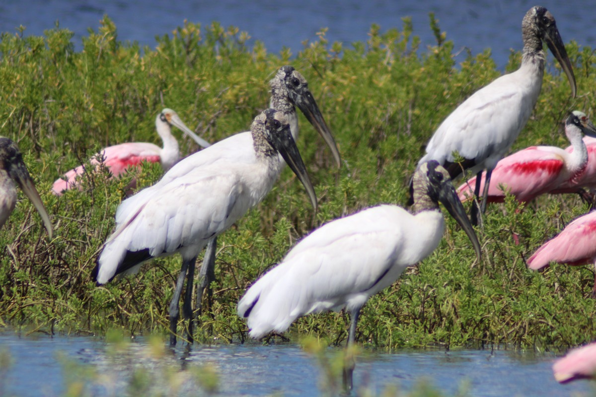 Wood Stork - ML646902010