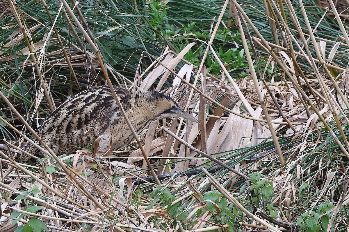 Eurasian Bittern - ML646902011