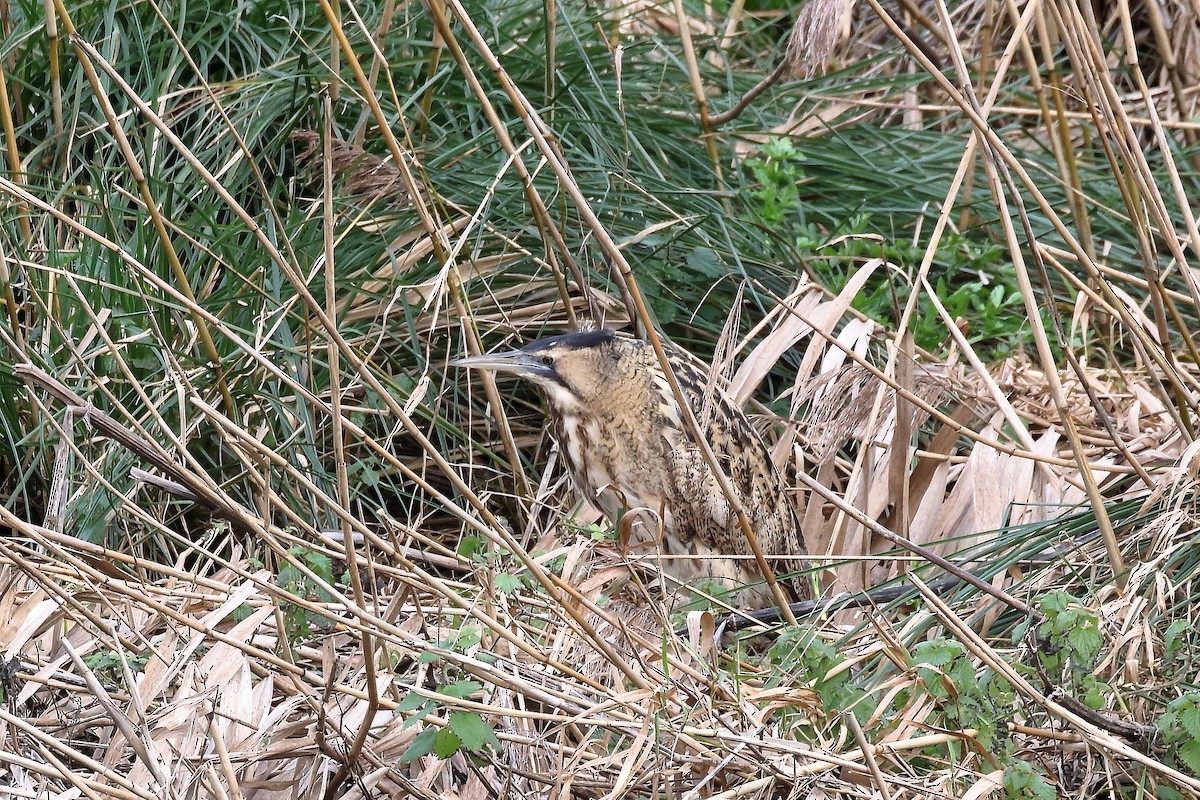 Eurasian Bittern - ML646902012