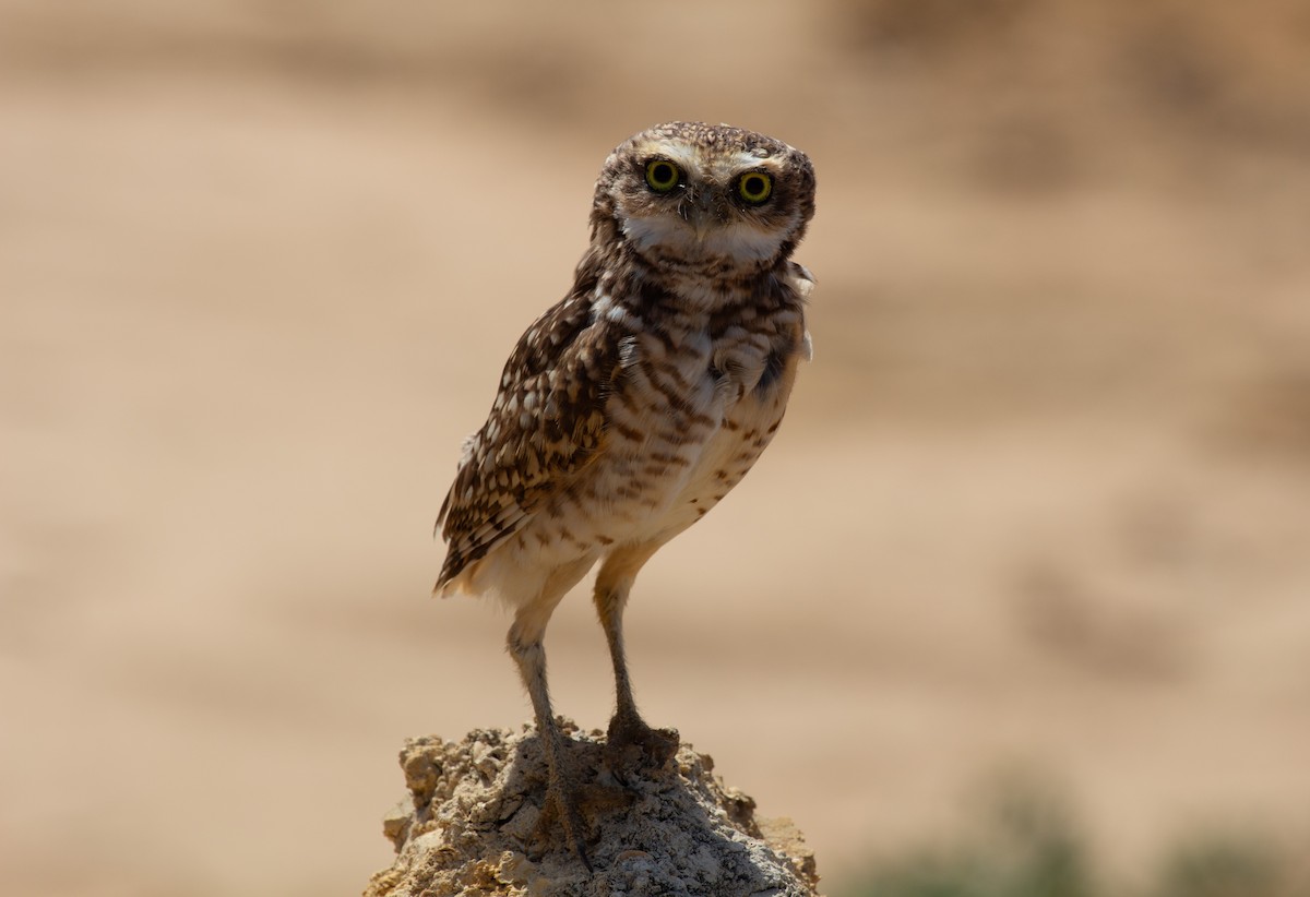 Кроличий сыч - ML646902020