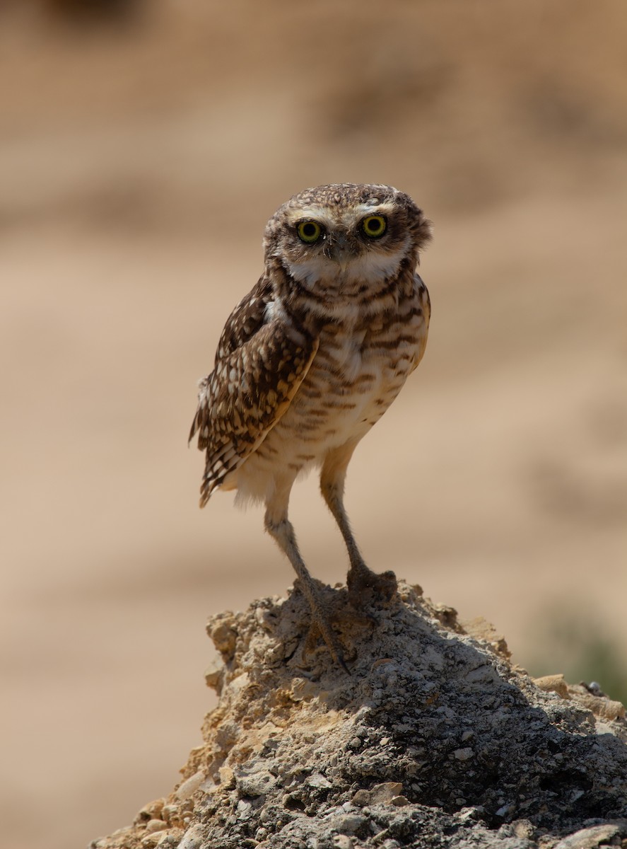 Кроличий сыч - ML646902021