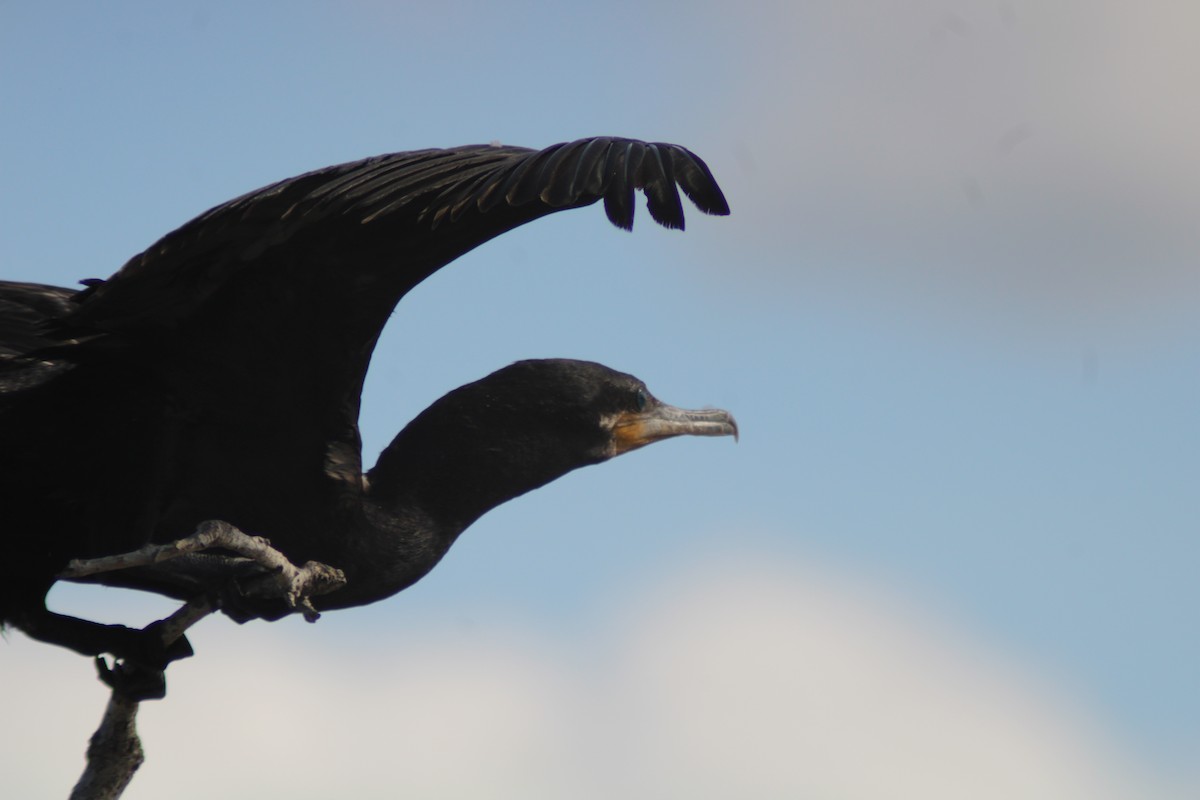 Neotropic Cormorant - ML646902022